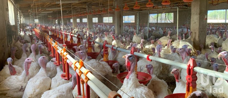 Terrain de 18 627 m² à Mas de Barberans (43514)