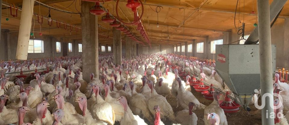 Terrain de 18 627 m² à Mas de Barberans (43514)