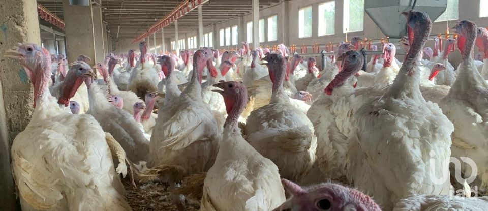 Terrain de 18 627 m² à Mas de Barberans (43514)