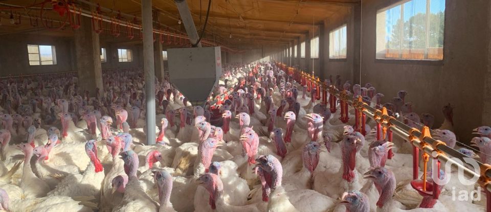 Terrain de 18 627 m² à Mas de Barberans (43514)