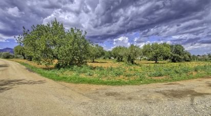 Farm land of 4,449 m² in Binissalem (07350)