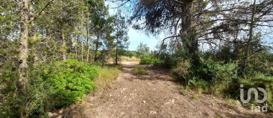 Terreny de 12.938 m² a El Masroig (43736)