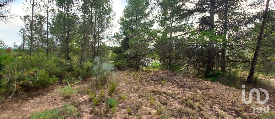 Terreny de 12.938 m² a El Masroig (43736)