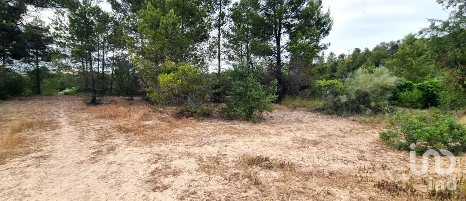 Terreny de 12.938 m² a El Masroig (43736)