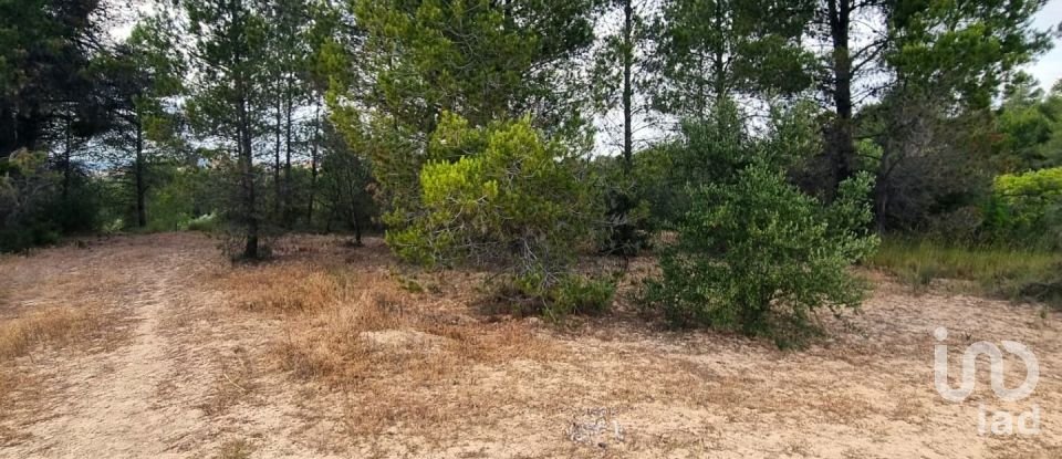 Terreny de 12.938 m² a El Masroig (43736)