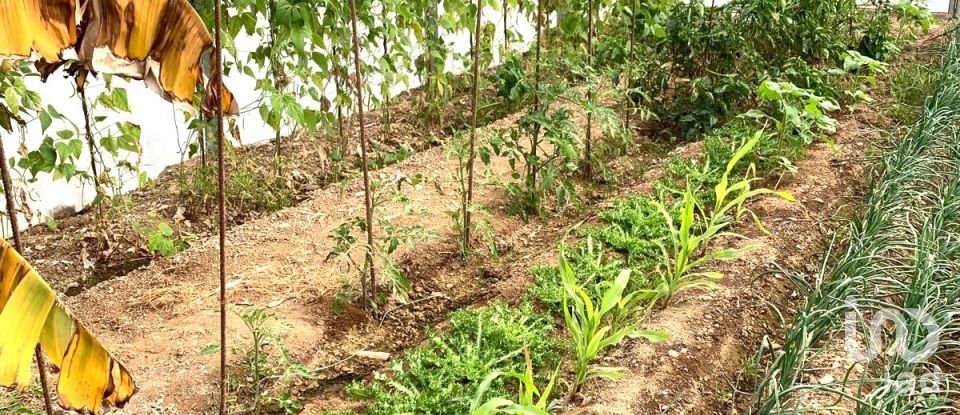 Terreno de 61.232 m² en Riudoms (43330)