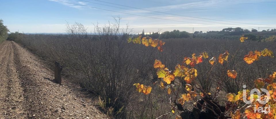 Terreno de 61.232 m² en Riudoms (43330)