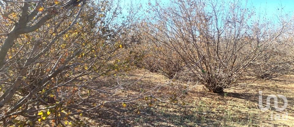 Terreno de 61.232 m² en Riudoms (43330)