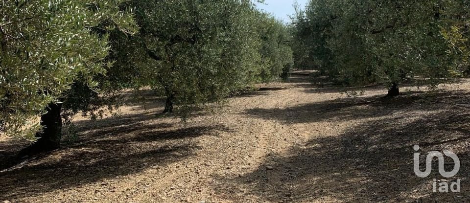 Terreno de 61.232 m² en Riudoms (43330)