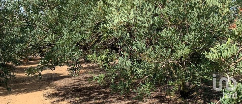 Terreno de 61.232 m² en Riudoms (43330)