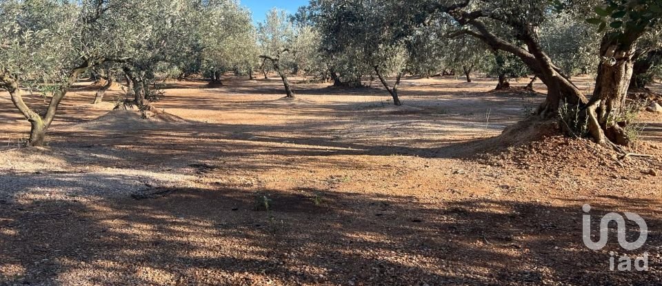 Terreno de 20.000 m² en Aldover (43591)