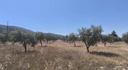 Land of 15,889 m² in Sax (03630)