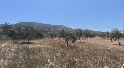 Land of 15,889 m² in Sax (03630)