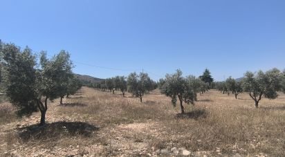 Land of 15,889 m² in Sax (03630)