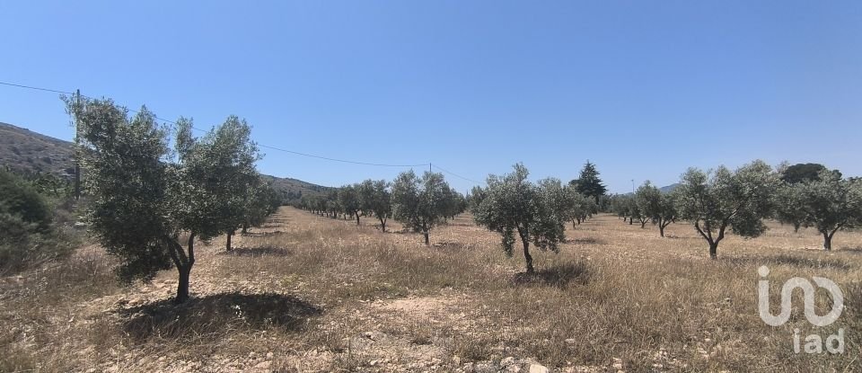 Land of 15,889 m² in Sax (03630)