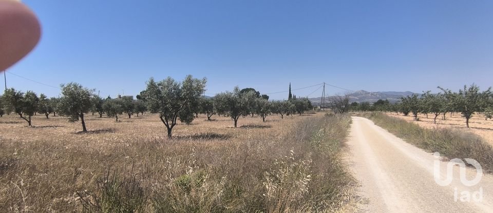 Land of 15,889 m² in Sax (03630)