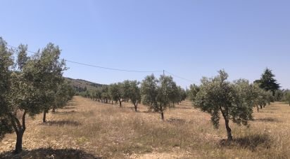 Land of 15,889 m² in Sax (03630)