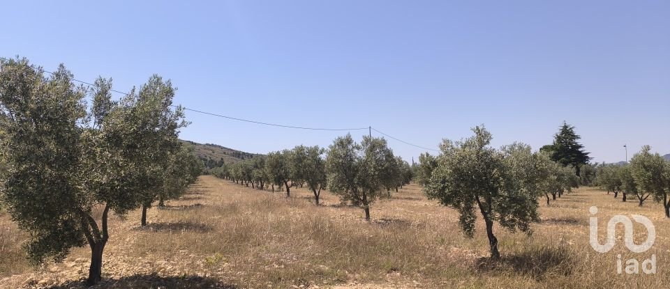 Land of 15,889 m² in Sax (03630)