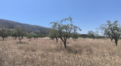 Land of 14,130 m² in Sax (03630)