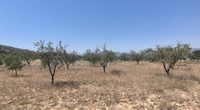 Land of 14,130 m² in Sax (03630)