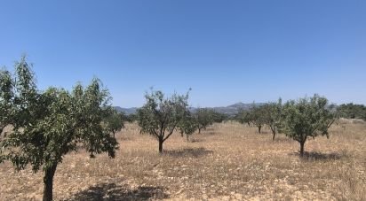 Land of 14,130 m² in Sax (03630)