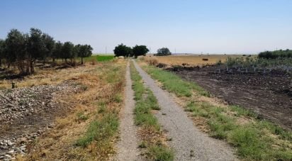 Farm land of 21,286 m² in Écija (41400)