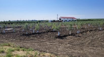 Farm land of 21,286 m² in Écija (41400)