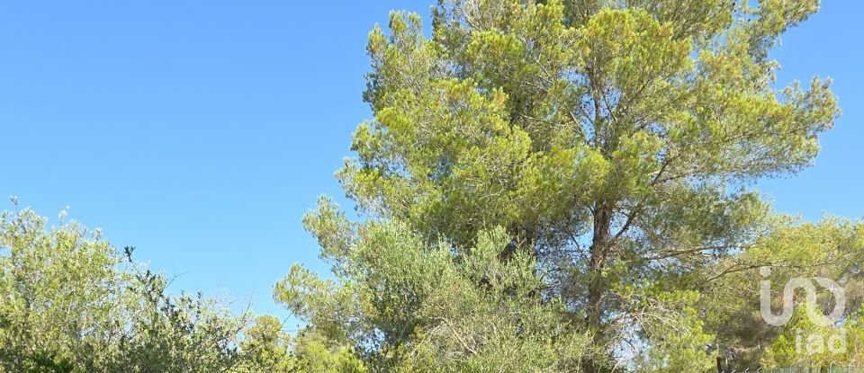 Land of 53,503 m² in Cala Marsal (07670)