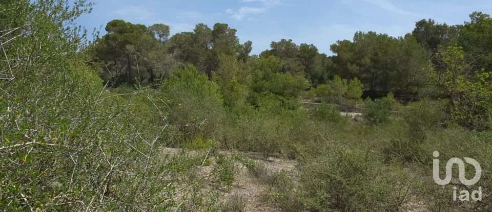 Land of 53,503 m² in Cala Marsal (07670)