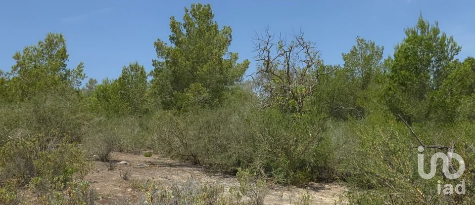 Land of 53,503 m² in Cala Marsal (07670)