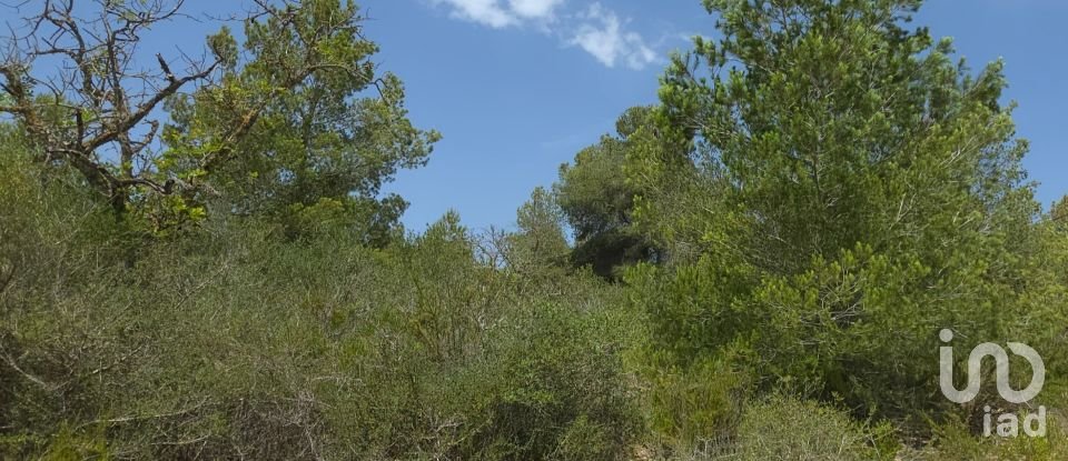 Land of 53,503 m² in Cala Marsal (07670)