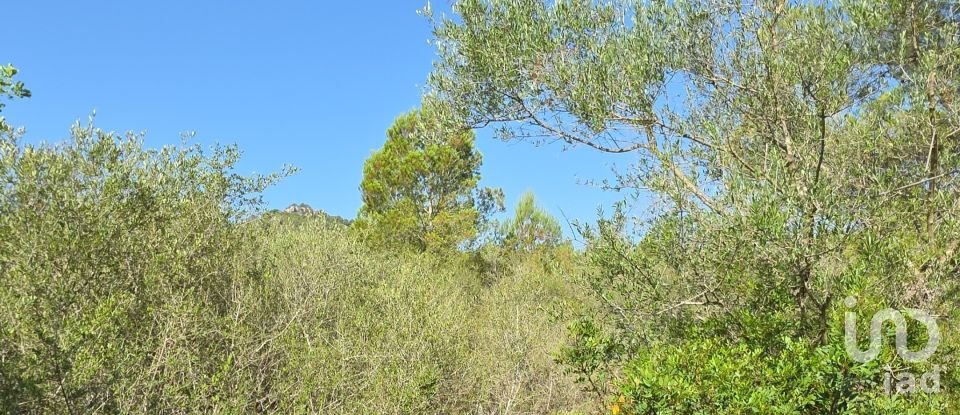 Land of 53,503 m² in Cala Marsal (07670)