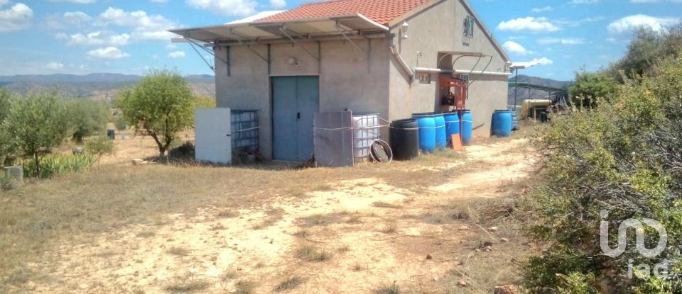 Farm land of 14,076 m² in Riba-Roja d'Ebre (43790)