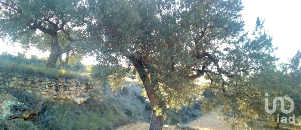 Farm land of 14,076 m² in Riba-Roja d'Ebre (43790)