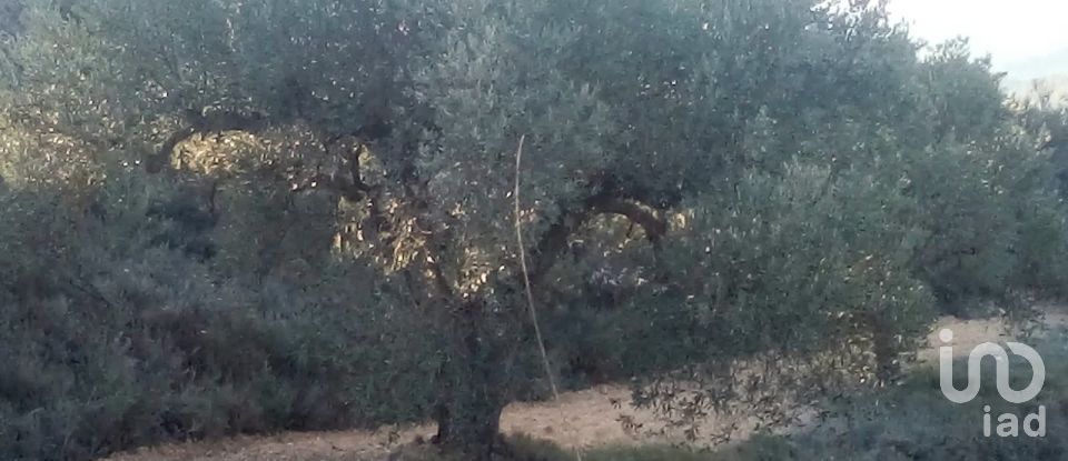 Farm land of 14,076 m² in Riba-Roja d'Ebre (43790)