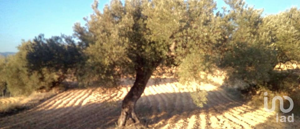 Farm land of 14,076 m² in Riba-Roja d'Ebre (43790)