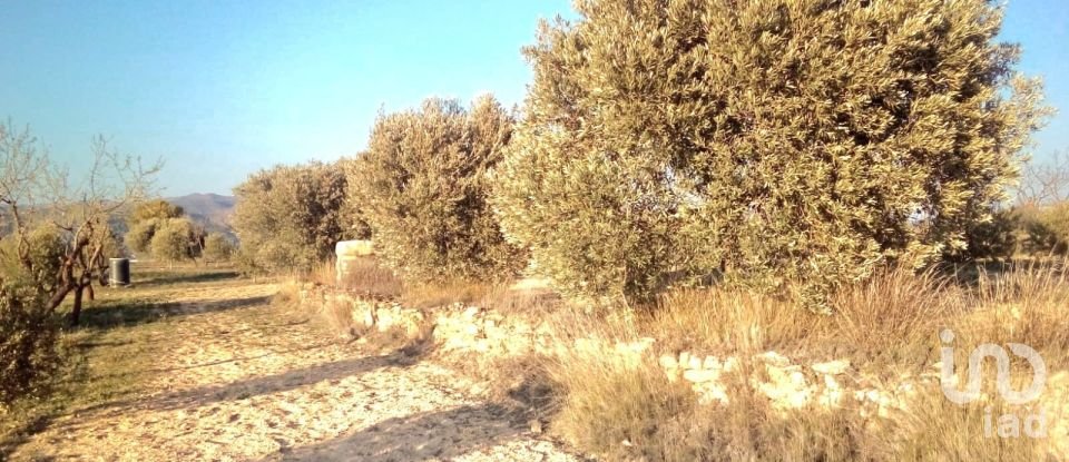Farm land of 14,076 m² in Riba-Roja d'Ebre (43790)