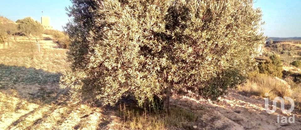 Farm land of 14,076 m² in Riba-Roja d'Ebre (43790)