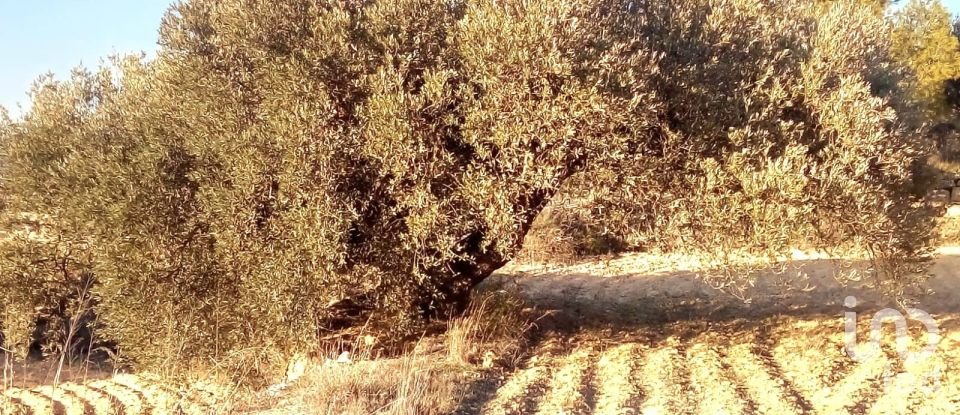 Farm land of 14,076 m² in Riba-Roja d'Ebre (43790)