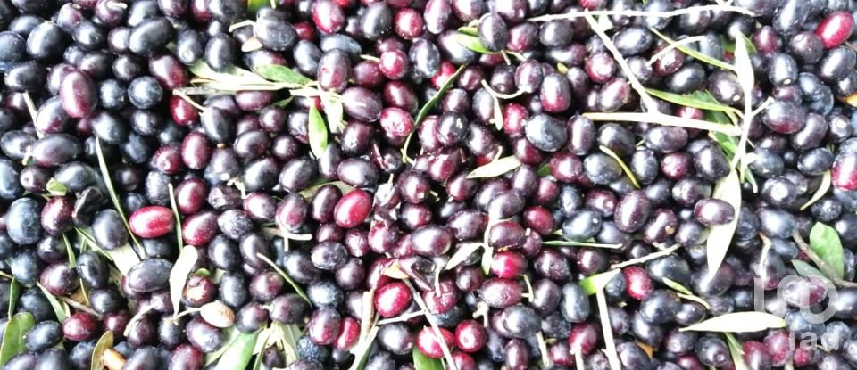 Farm land of 14,076 m² in Riba-Roja d'Ebre (43790)