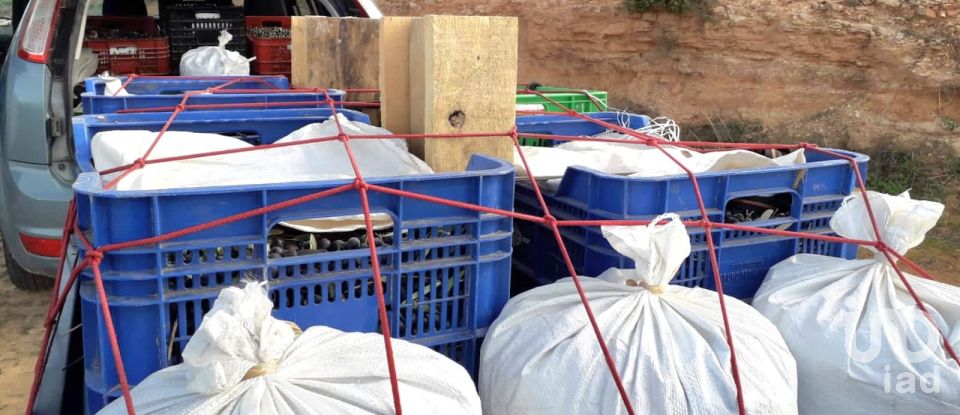 Farm land of 14,076 m² in Riba-Roja d'Ebre (43790)