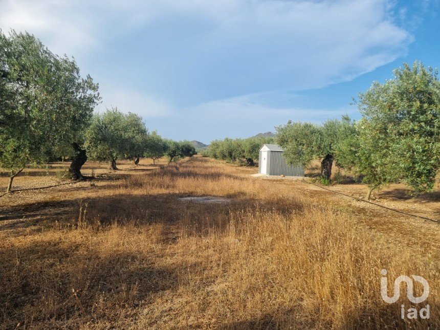 Terreno de 6.093 m² en Ginestar (43748)