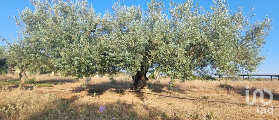 Terreno de 6.093 m² en Ginestar (43748)