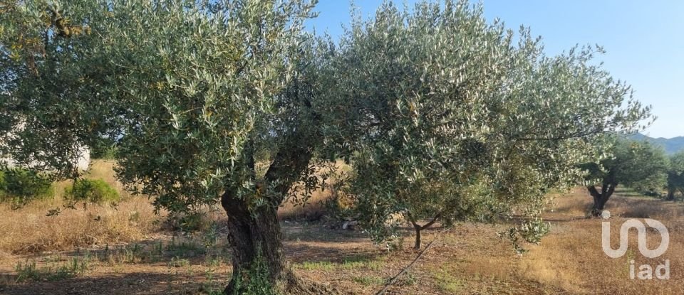 Terreno de 6.093 m² en Ginestar (43748)