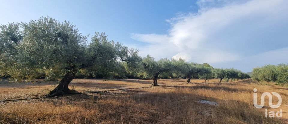 Terreno de 6.093 m² en Ginestar (43748)