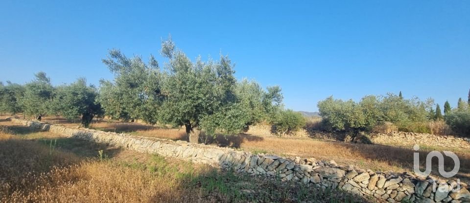 Terreno de 6.093 m² en Ginestar (43748)