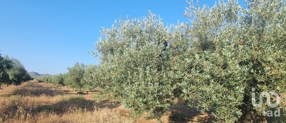 Terreno de 6.093 m² en Ginestar (43748)