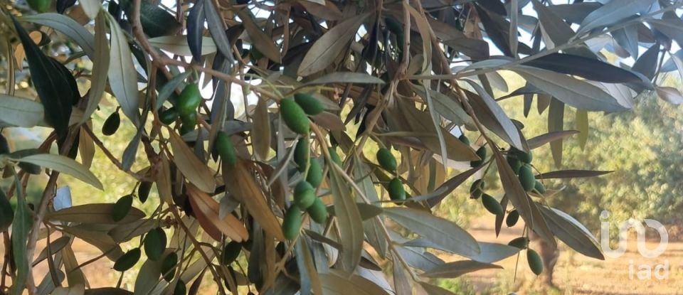 Terreno de 6.093 m² en Ginestar (43748)