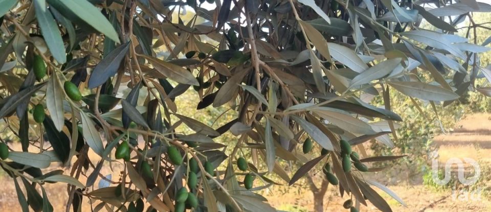 Terreno de 6.093 m² en Ginestar (43748)