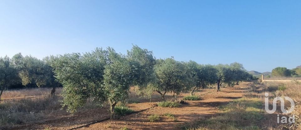 Terreno de 6.093 m² en Ginestar (43748)